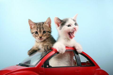 dve ljubki mački, ki potujeta z avtom