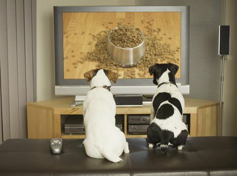psi gledajo pasjo posodo s hrano na televiziji
