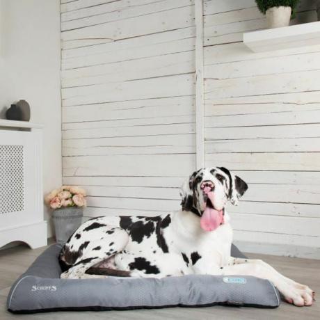 Scruffs Dog Cool Bed