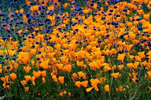 Super cveti makov v Kaliforniji