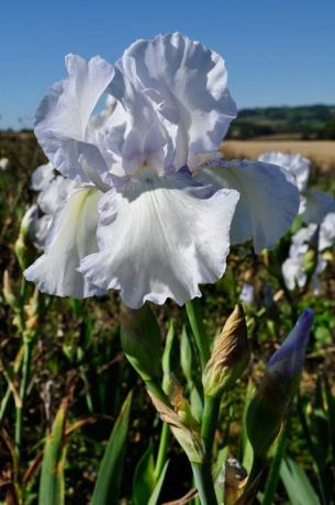 iris cvet