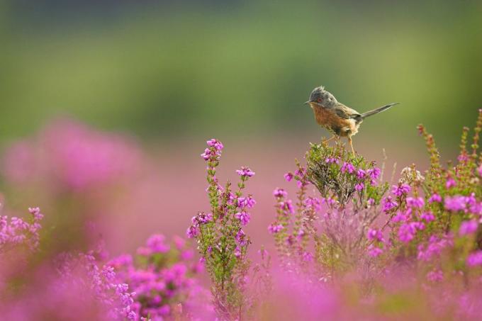 springwatch rspb arne dorset