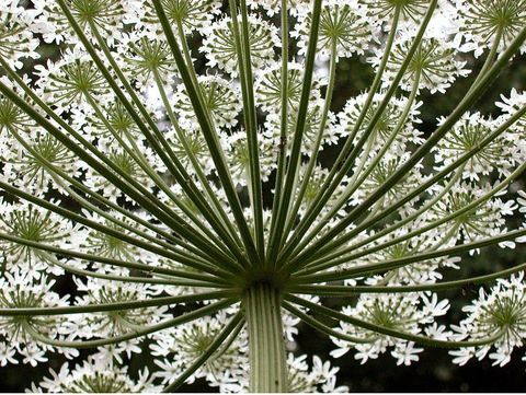 Strokovnjaki opozarjajo na nevarno velikansko rastlino hogweed
