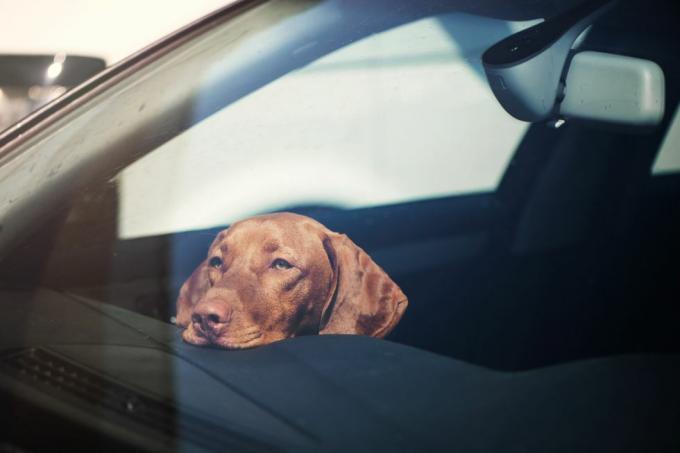 žalosten pes ostal sam v zaklenjenem avtu