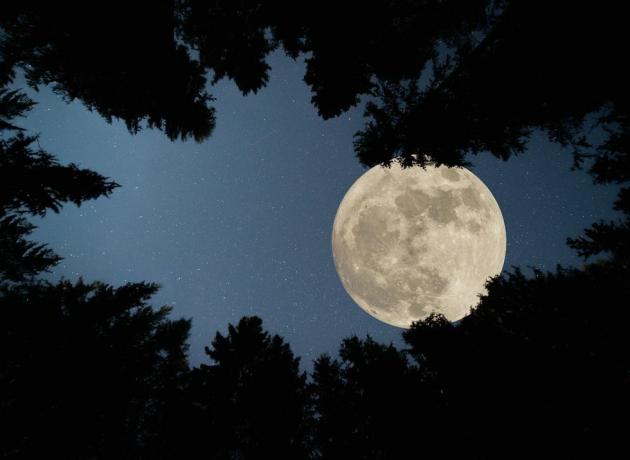 polna super luna nad gozdom