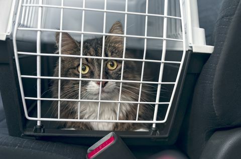 mačka v nosilki za mačke v avtu