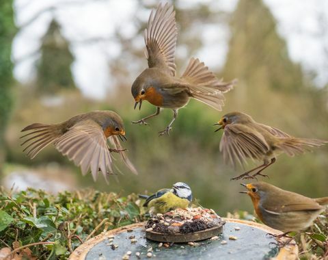 fotografiranje ptic vrt divjih živali