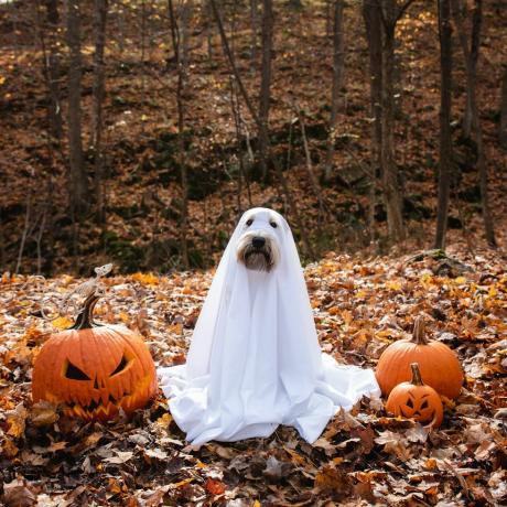 pes, oblečen v kostum duhca, ki sedi med bučami za noč čarovnic