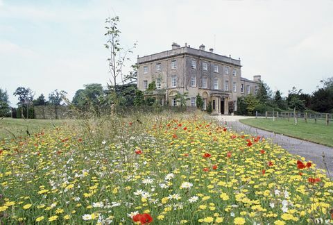 tetbury, Združeno kraljestvo 14. julij travnik z divjimi cvetlicami, ki ga je zasadil princ charles v highgroveu, domovina Walesa, družinska fotografija tim graham knjižnica fotografij prek getty images