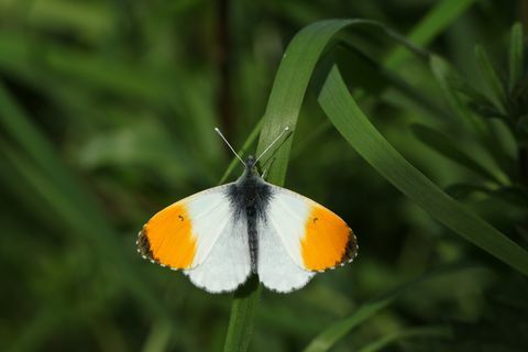 na novo nastala moška oranžna konica metuljev anthocharis kardamini, ki se je prikovala na travo