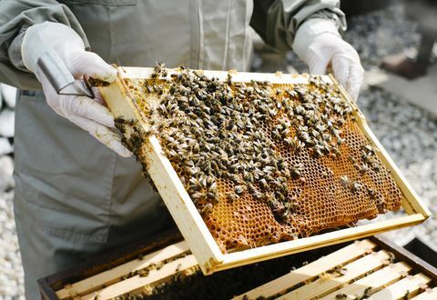 čebelarstvo