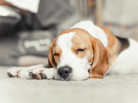 beagle psička spi